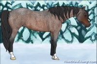 Horse Color:Brown Roan 