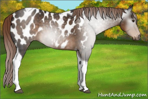Horse Color:Gray Chocolate Palomino Tobiano Appaloosa Rabicano 