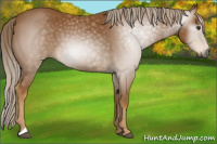 Horse Color:Gray Palomino