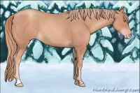 Horse Color:Gold Champagne Roan 