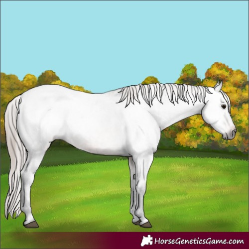 Horse Color:Gray Bay Roan Varnish Rabicano