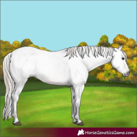 Horse Color:Gray Bay Roan Varnish Rabicano 