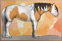 Horse Color:Buckskin Splash Tobiano 