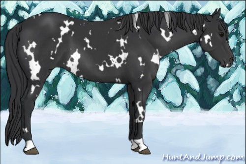 Horse Color:White Spotted Black