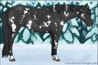 Horse Color:White Spotted Black 