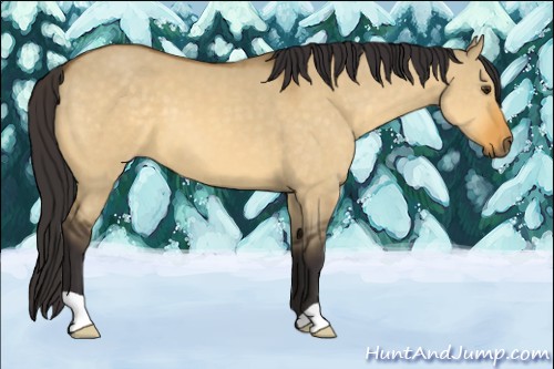 Horse Color:Buckskin Dun 