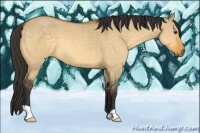 Horse Color:Buckskin Dun 