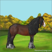 Horse Color:Bay Sabino Splash Appaloosa  and Bay Sabino Splash 