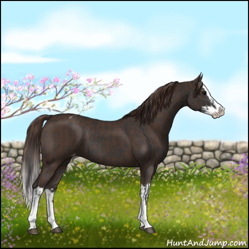 Horse Color:Black Sabino Splash Appaloosa  and Liver Chestnut Sabino Splash Appaloosa 