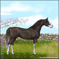 Horse Color:Black Sabino Splash Appaloosa  and Liver Chestnut Sabino Splash Appaloosa 