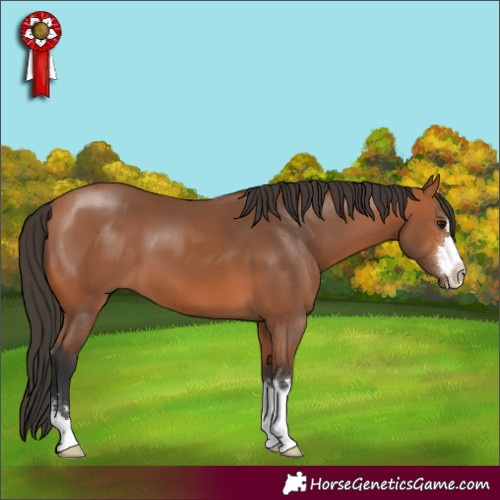 Horse Color:Bay 