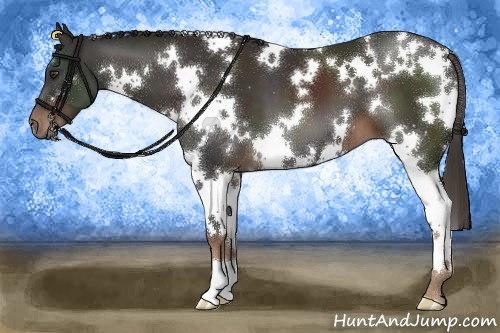 Horse Color:White Spotted Liver Chestnut 