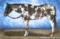 Horse Color:White Spotted Liver Chestnut 