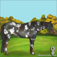 Horse Color:White Spotted Liver Chestnut 