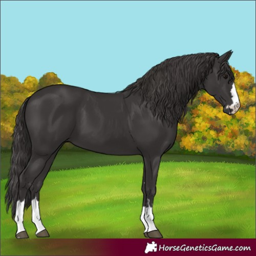 Horse Color:Smoky Black