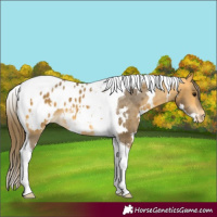 Horse Color:White Spotted Buckskin Tobiano Appaloosa 