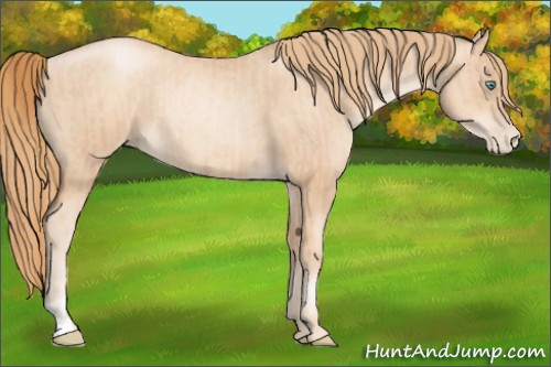 Horse Color:Gold Champagne Pearl Rabicano  and Gold Champagne Pearl Rabicano 