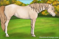 Horse Color:Gold Champagne Pearl Rabicano  and Gold Champagne Pearl Rabicano 
