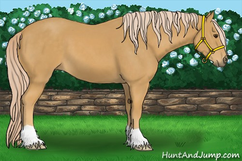 Horse Color:Palomino 