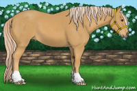 Horse Color:Palomino 