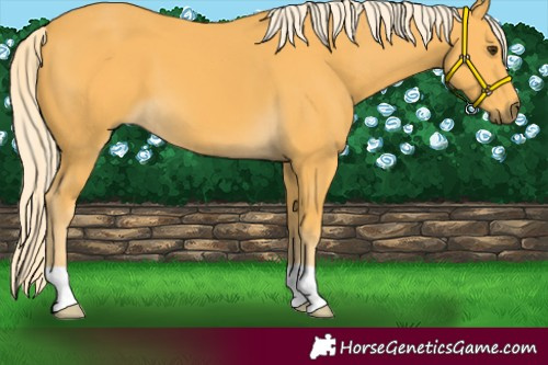 Horse Color:Palomino