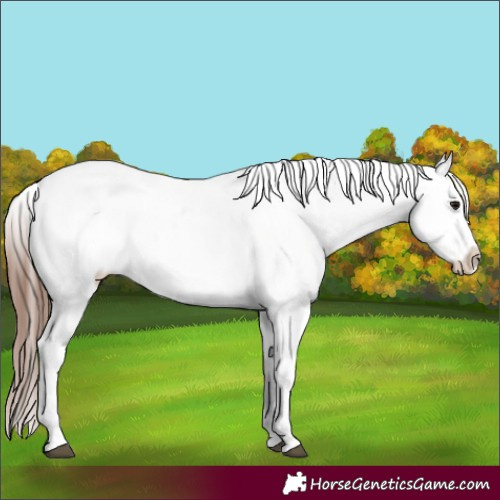 Horse Color:Brown Fewspot Rabicano 