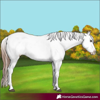 Horse Color:Brown Fewspot Rabicano 