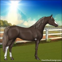 Horse Color:Liver Chestnut 