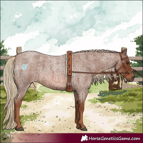 Horse Color:Red Roan 