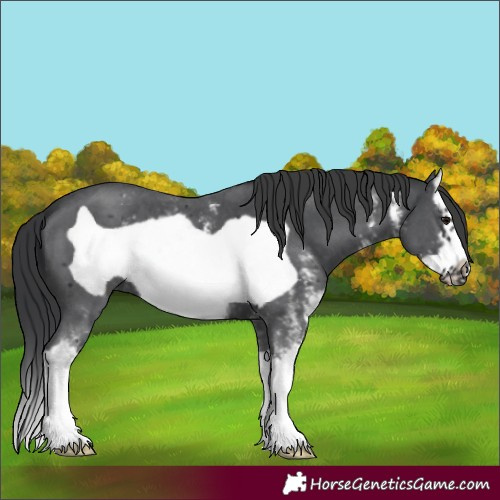 Horse Color:Black Sabino Splash Frame 