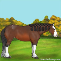 Horse Color:Brown Splash Appaloosa 