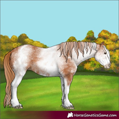 Horse Color:White Spotted Chestnut 