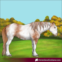 Horse Color:White Spotted Chestnut 