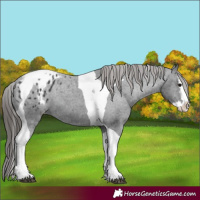 Horse Color:Black Splash Tobiano Appaloosa