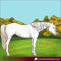 Horse Color:Smoky Black Pearl Sabino