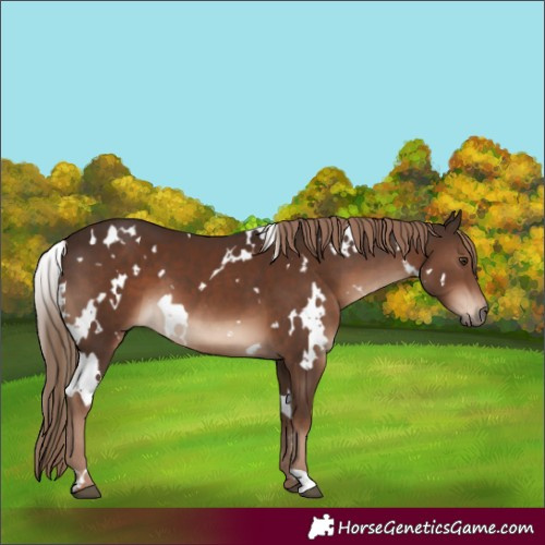 Horse Color:White Spotted Liver Chestnut 