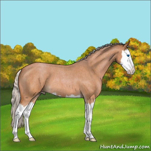 Horse Color:Silver Bay Roan Splash 