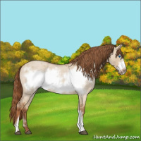 Horse Color:Red Dun Roan Frame