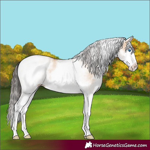 Horse Color:White Spotted Bay Dun Splash 