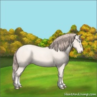 Horse Color:Perlino Sabino 