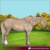 Horse Color:Chocolate Palomino Ice Dun