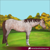Horse Color:Chocolate Bay Ice Roan 