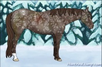 Horse Color:Liver Chestnut Ice Appaloosa 
