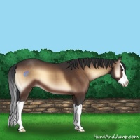 Horse Color:Brown Onyx Splash 