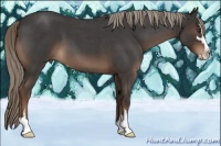 Horse Color:Liver Red Roan Sabino 