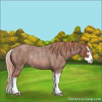 Horse Color:Red Roan Sabino Splash Rabicano