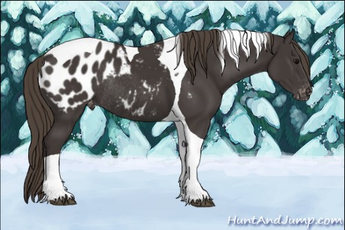Horse Color:Smoky Black Tobiano Appaloosa Rabicano 