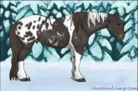 Horse Color:Smoky Black Tobiano Appaloosa Rabicano