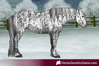 Horse Color:Grullo  and Gray Grullo 