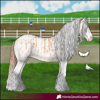 Horse Color:White Spotted Bay Dun Splash  and White Spotted Bay Dun Splash Varnish 